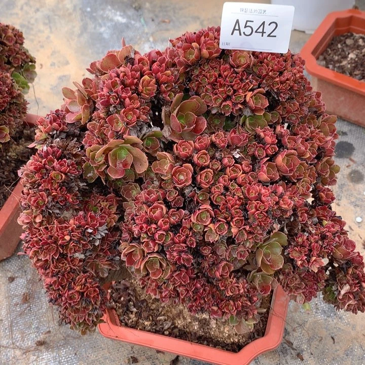 542玫瑰朵朵缀化微瑕