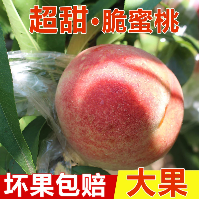 【现摘】新鲜高山脆桃3斤5斤9斤应季水果脆甜大桃子批发一整箱好吃