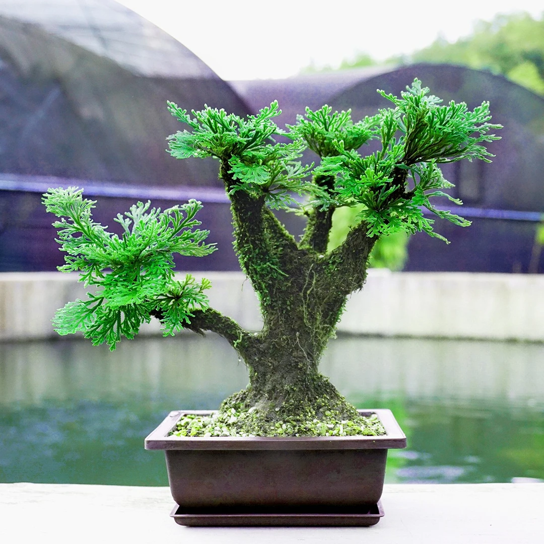 卷柏九死还魂草桌面花卉植物盆景卷柏盆栽假山组合吸水石菖蒲兰花