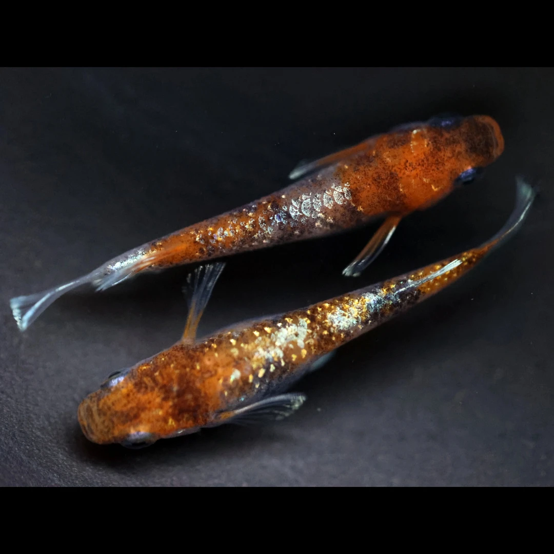 观背青鳉 Lu04 小型迷你观赏鱼 淡水观赏鱼活鱼