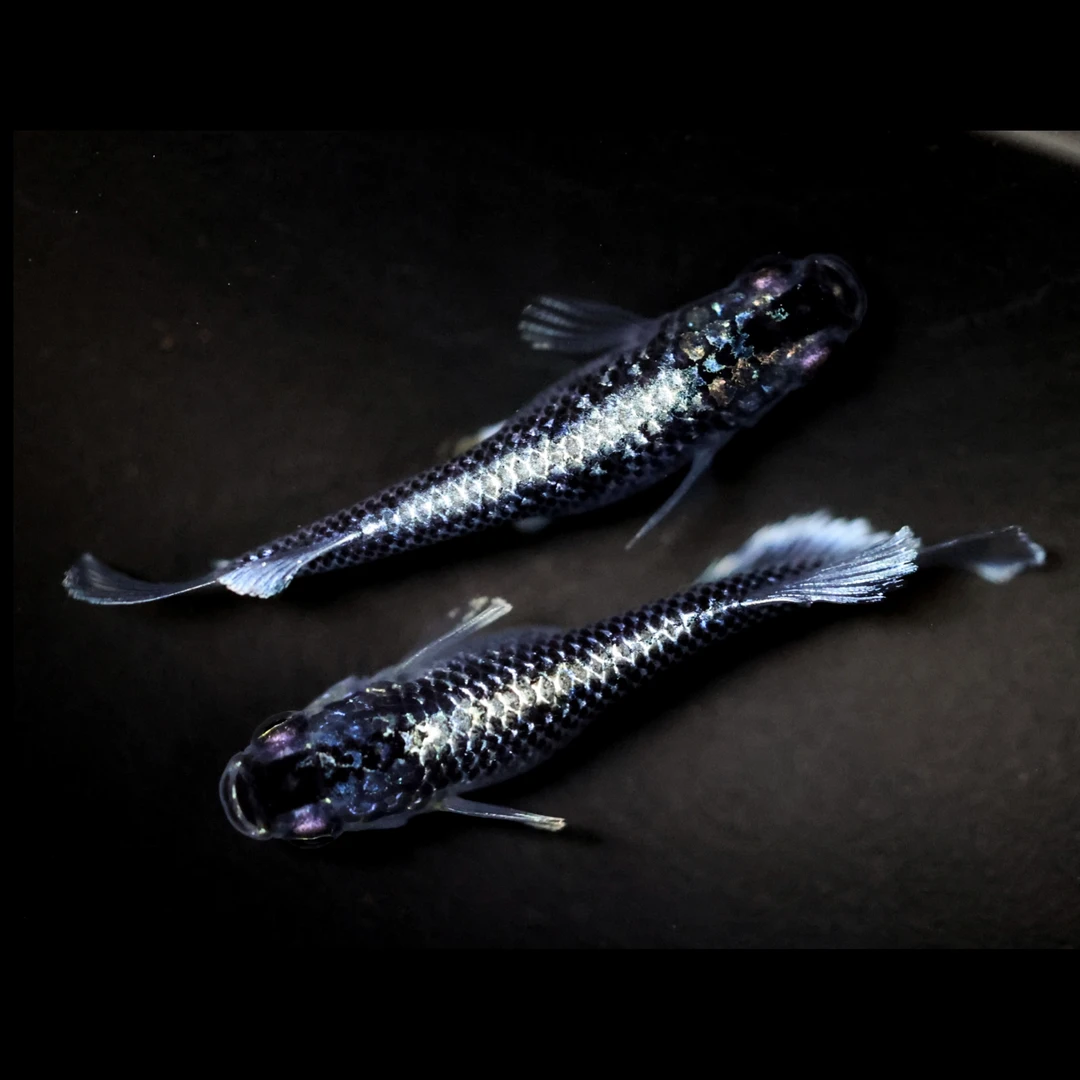 观背青鳉 午夜裙摆星光（宽鳍） 小型迷你观赏鱼 淡水观赏鱼活鱼