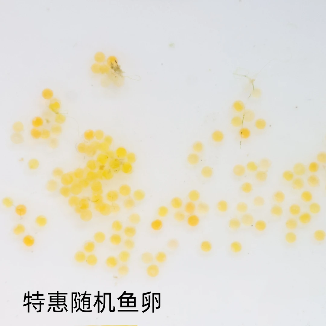 观背青鳉鱼随机鱼卵发货超200种可能性观赏鱼