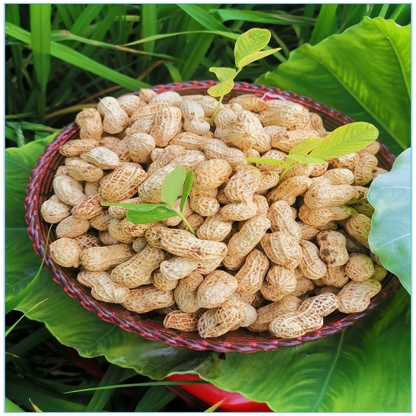 2023忠信农家特产咸脆花生香脆花生 酥脆原味花生即食农产品美味