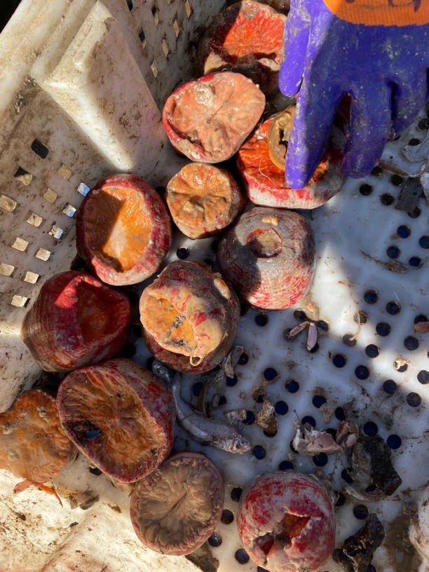 新鲜海葵 海腚根 海菊花 野生新鲜发货 龙王塘蔡蔡海鲜