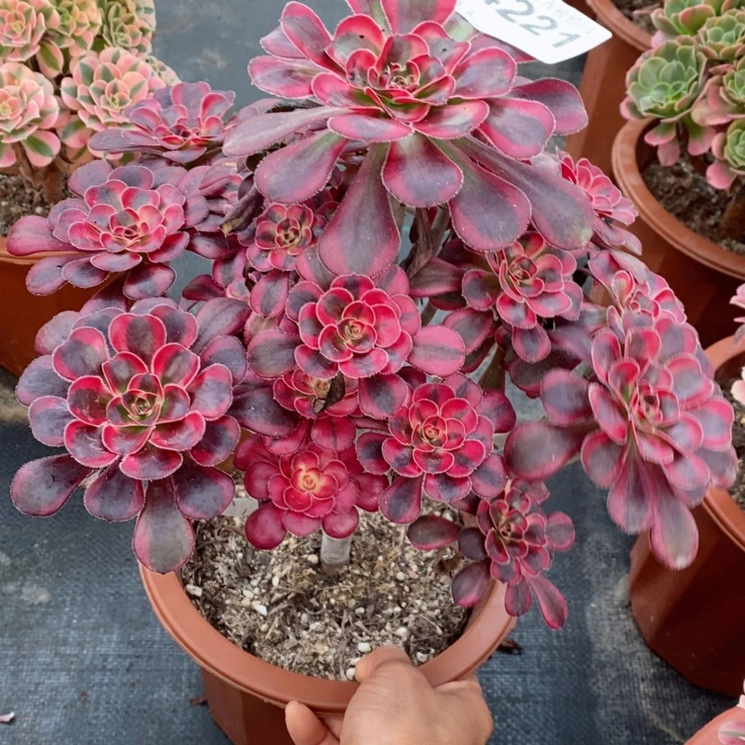 红陶20CM以下4221香奈儿4