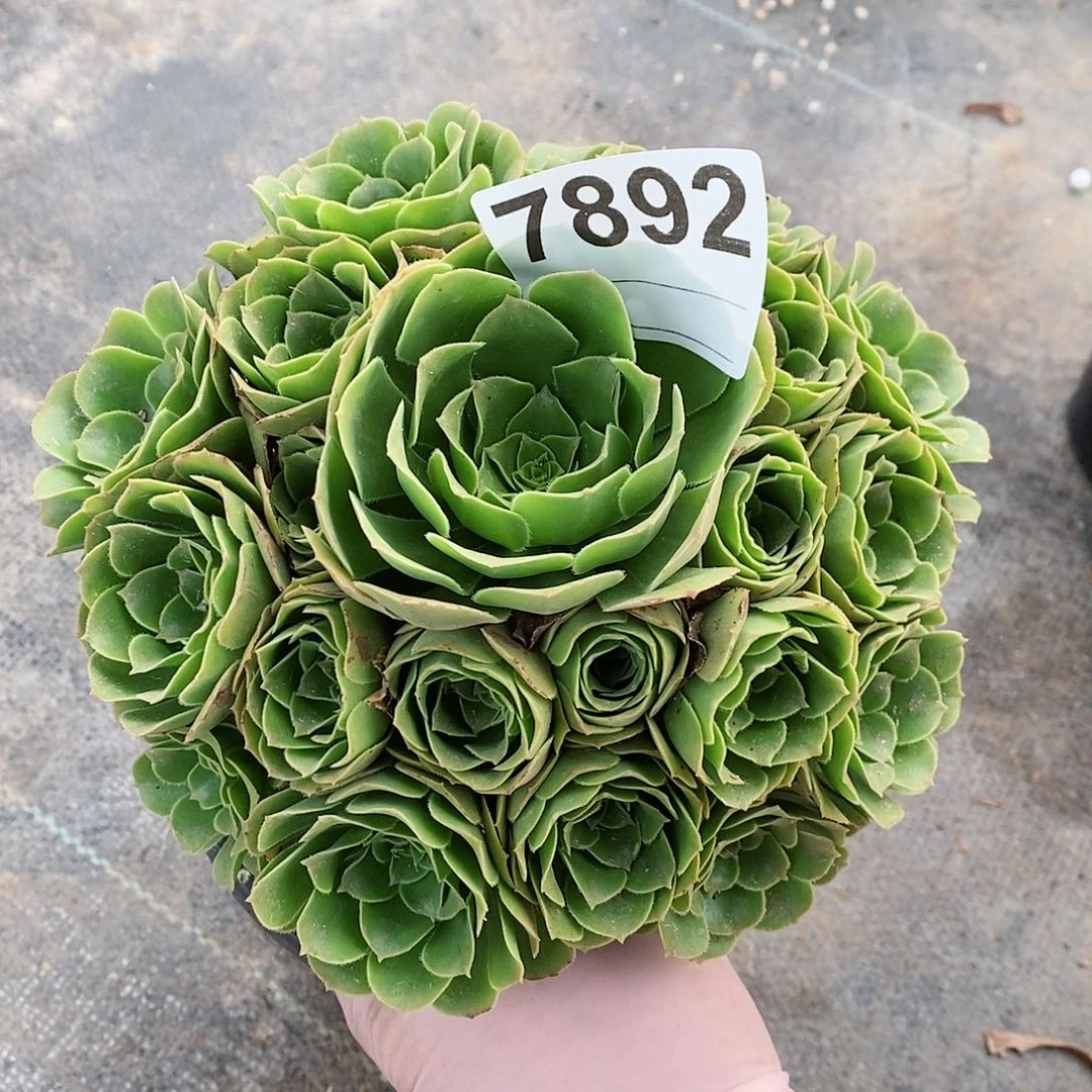 红陶7892绿羊绒3多肉