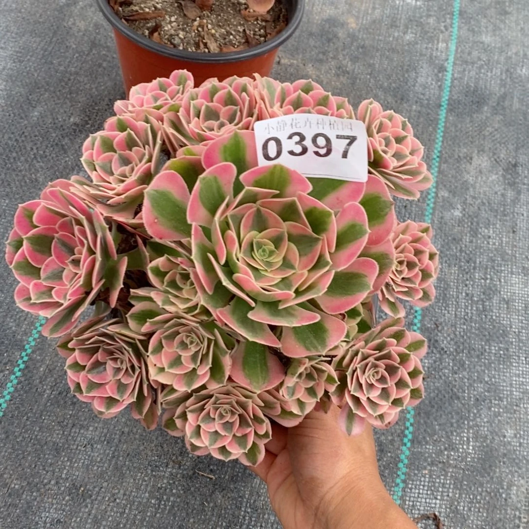 红陶20CM以下0397女巫6