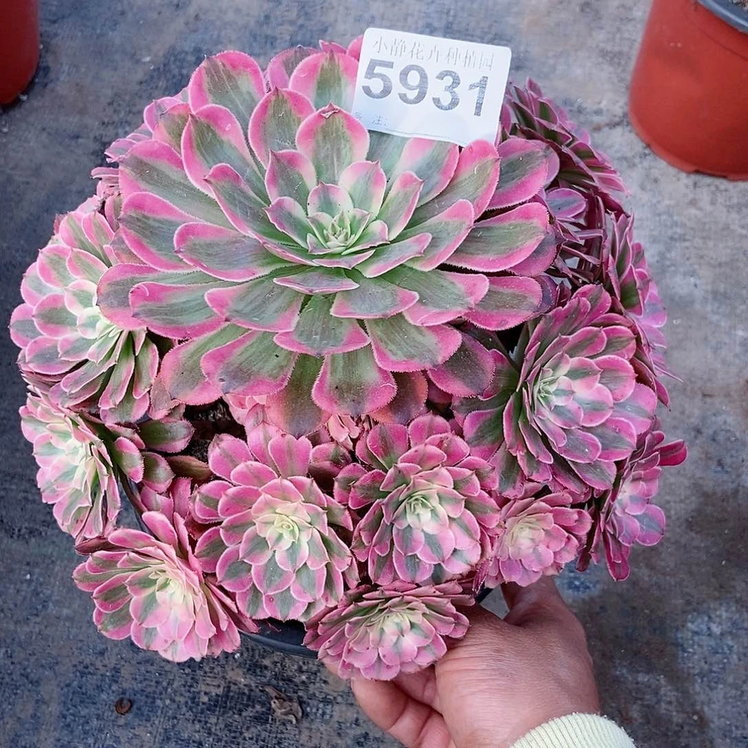 红陶20CM以下5931红铜白3
