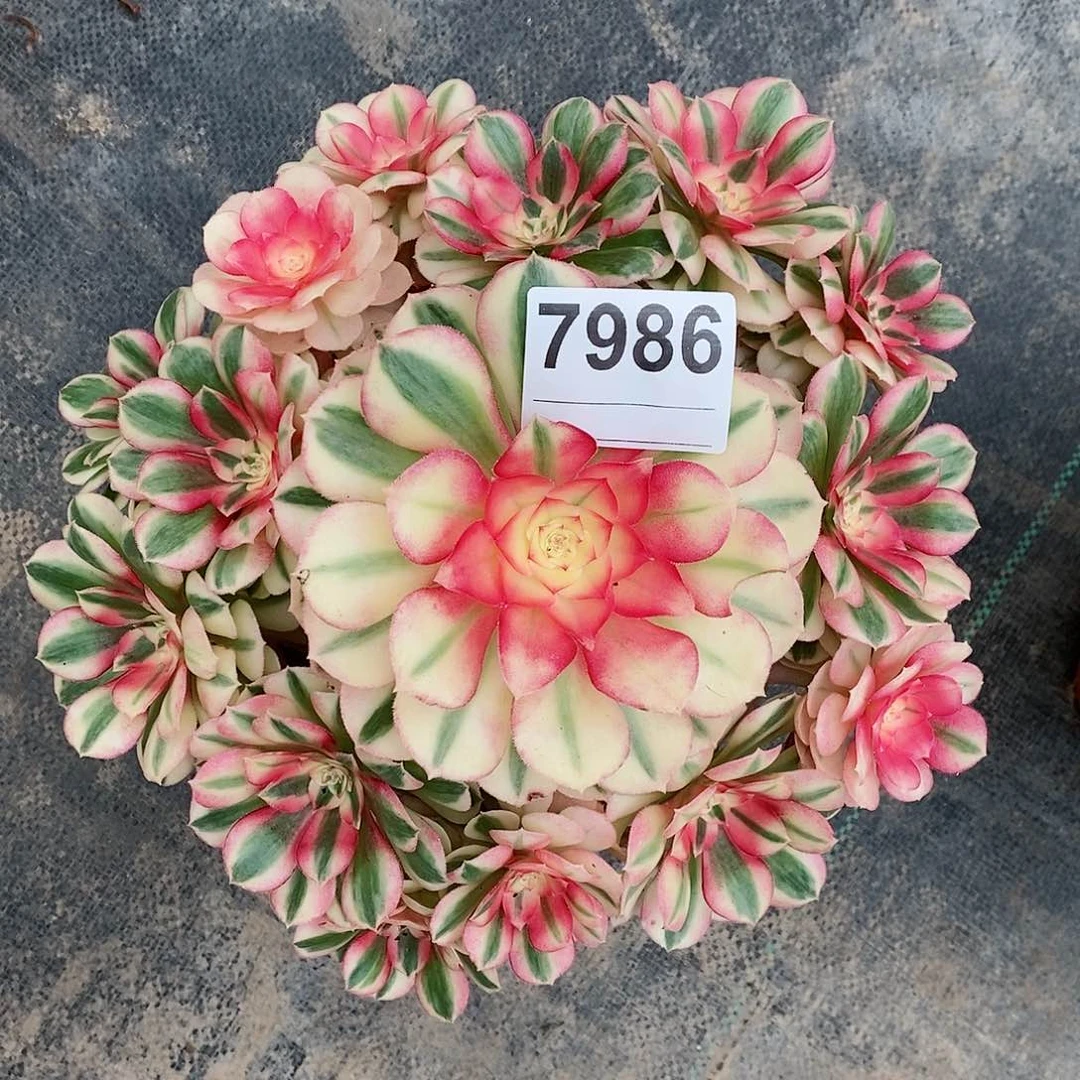 红陶7986倾城3冠服20+