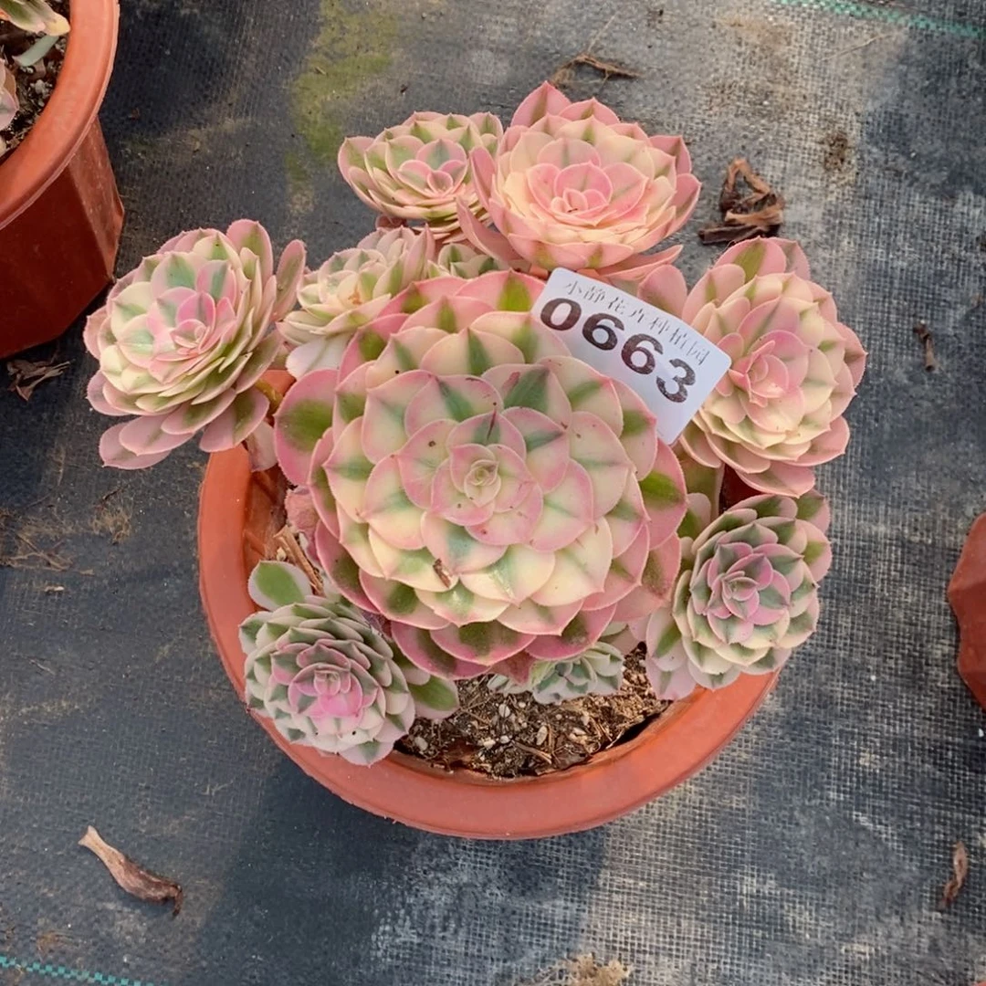 红陶20CM以下0663倾城4