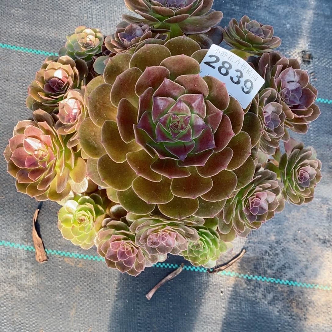 红陶20CM以下2839赤焰莲6