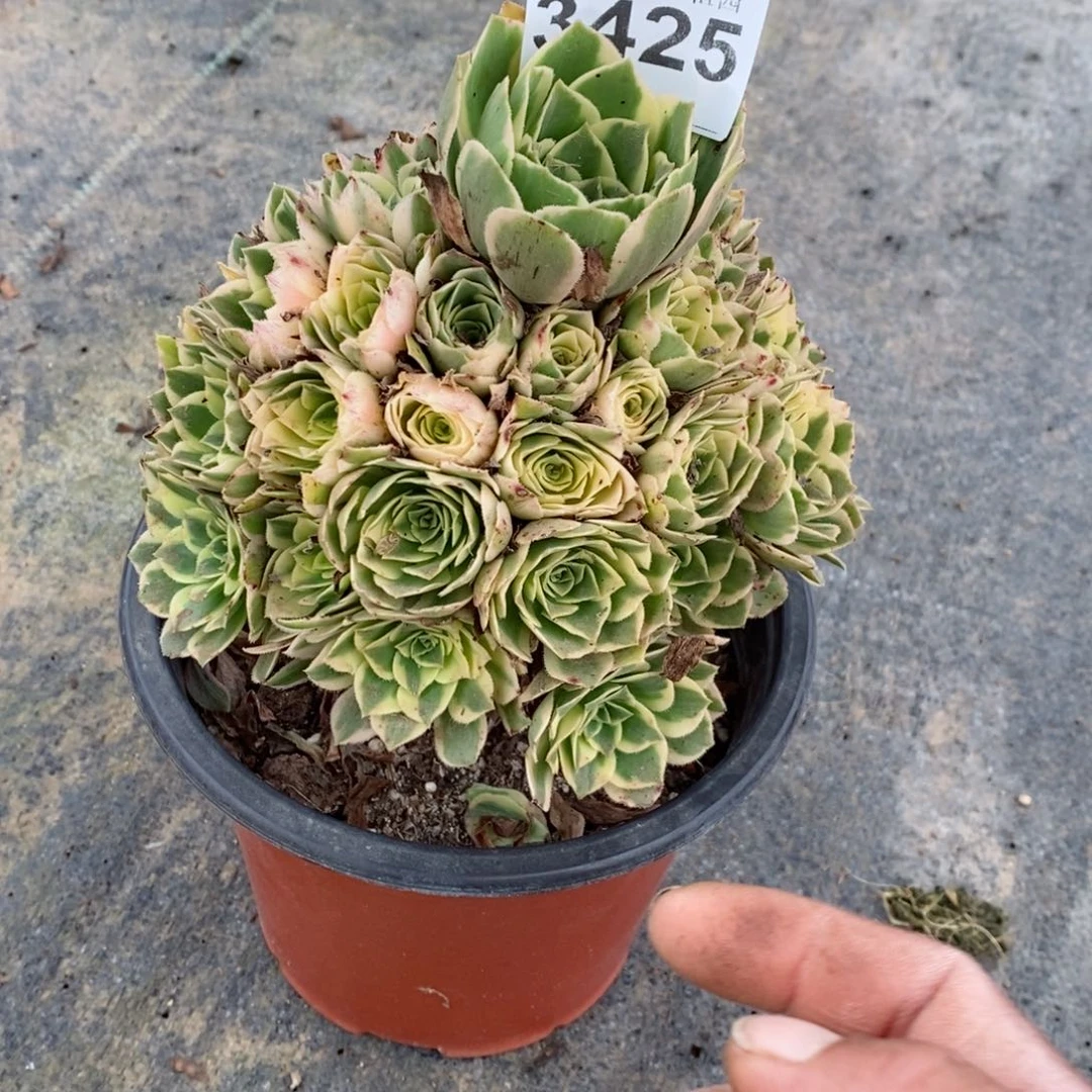 红陶20CM以下3425艳宁3冠服15