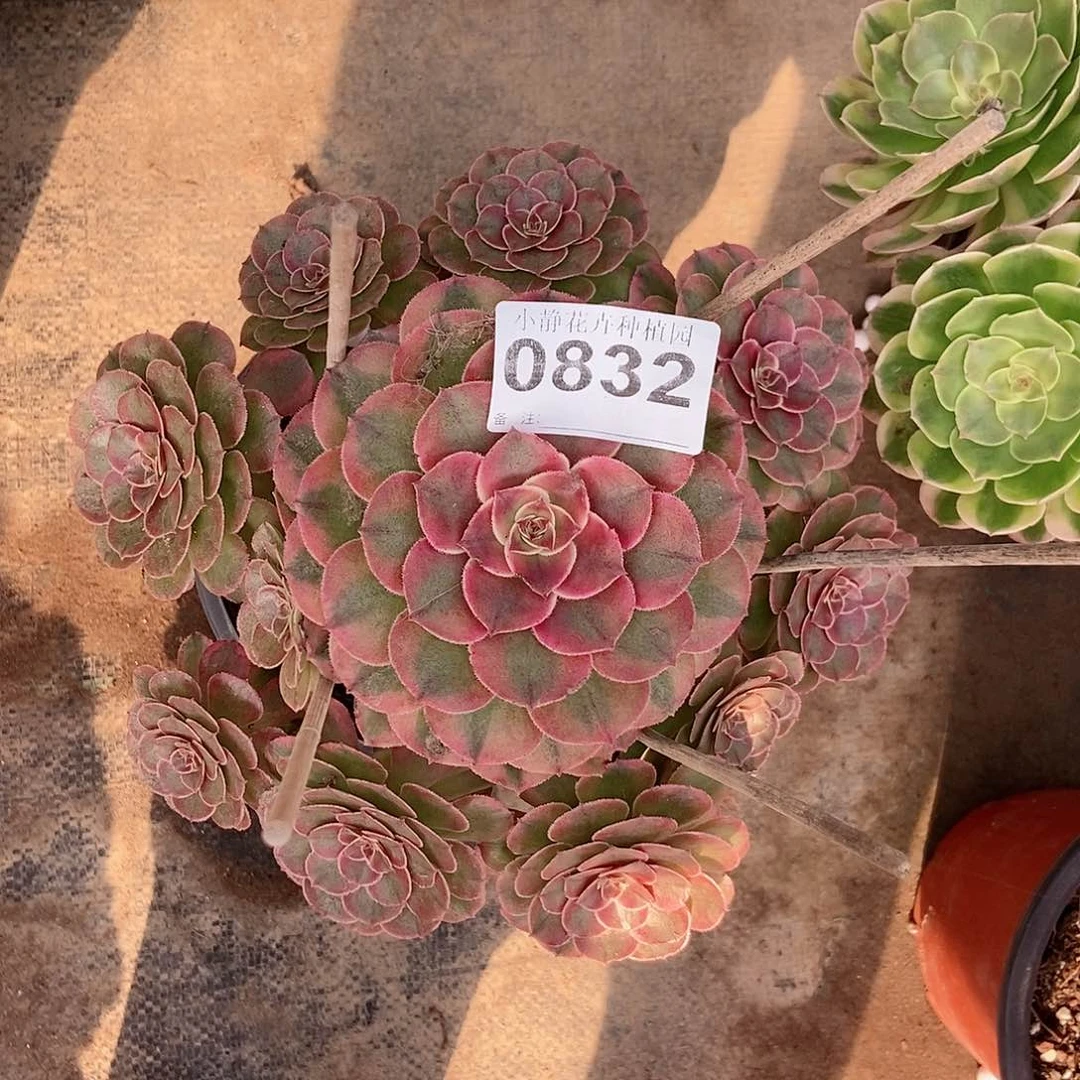 红陶20CM以下0822荔枝3