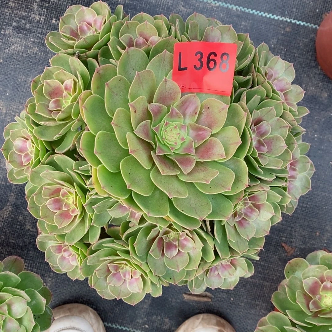 红陶20CM以下368万圣3