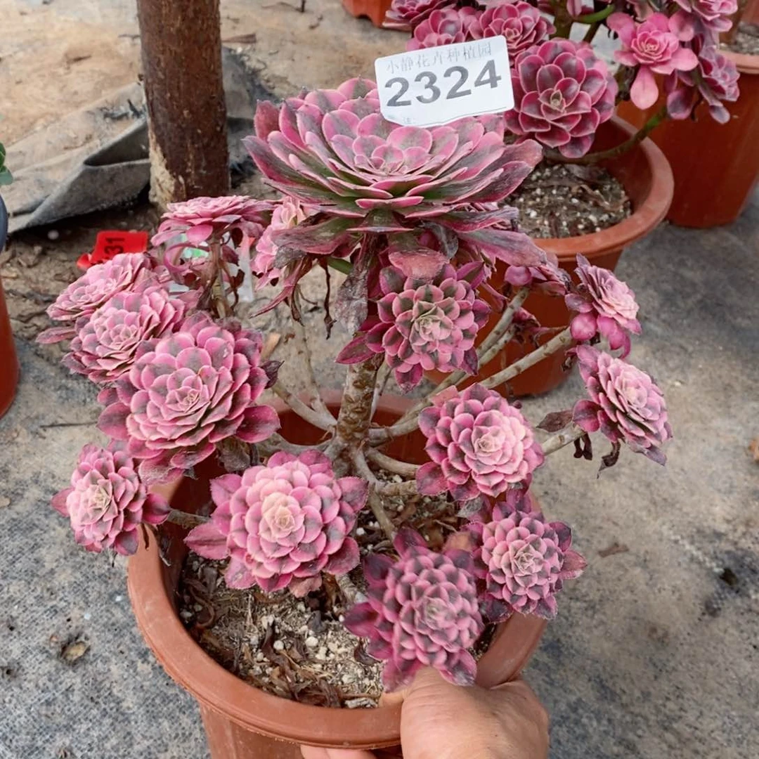 红陶20CM以下2324红铜白3
