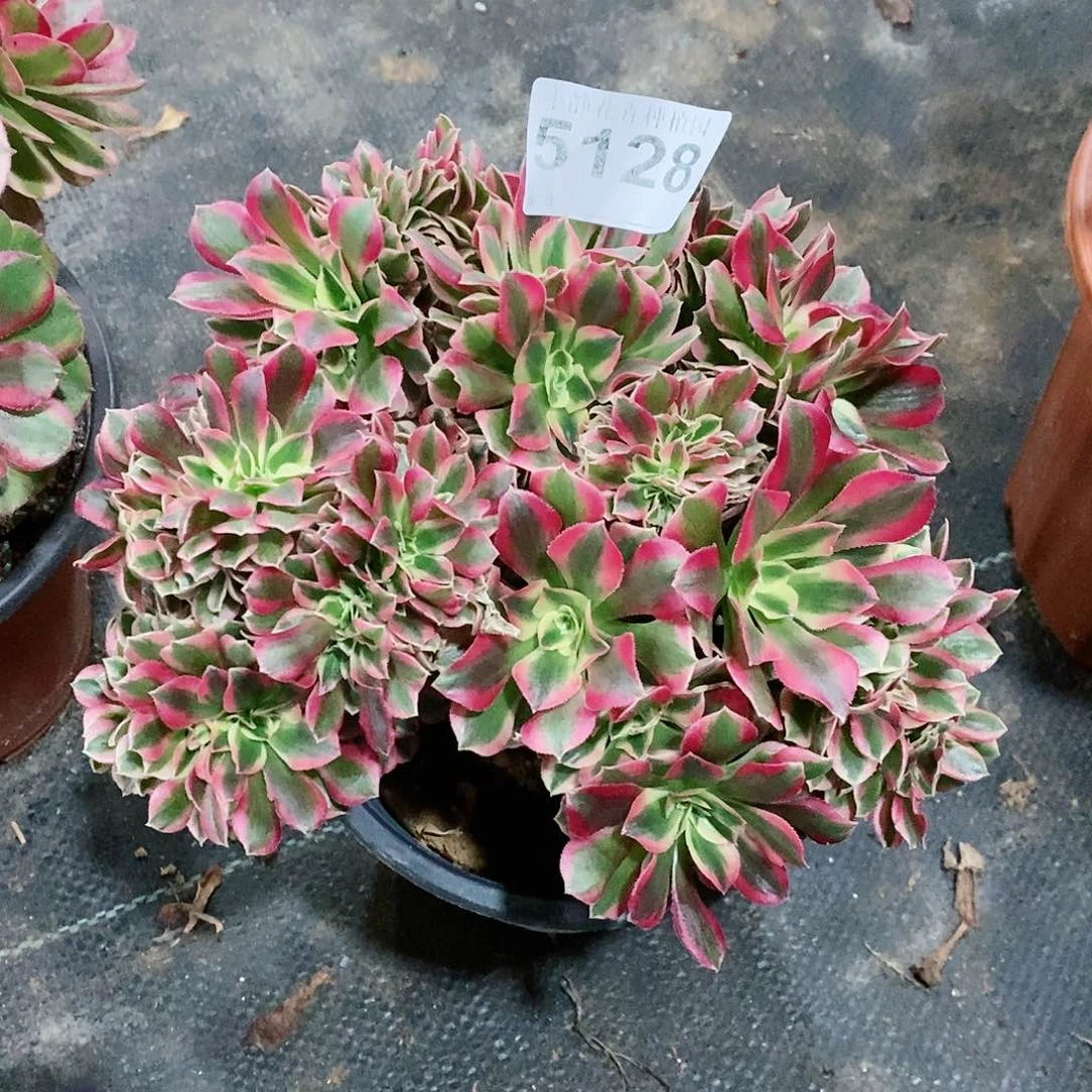 红陶5128女巫缀3多肉