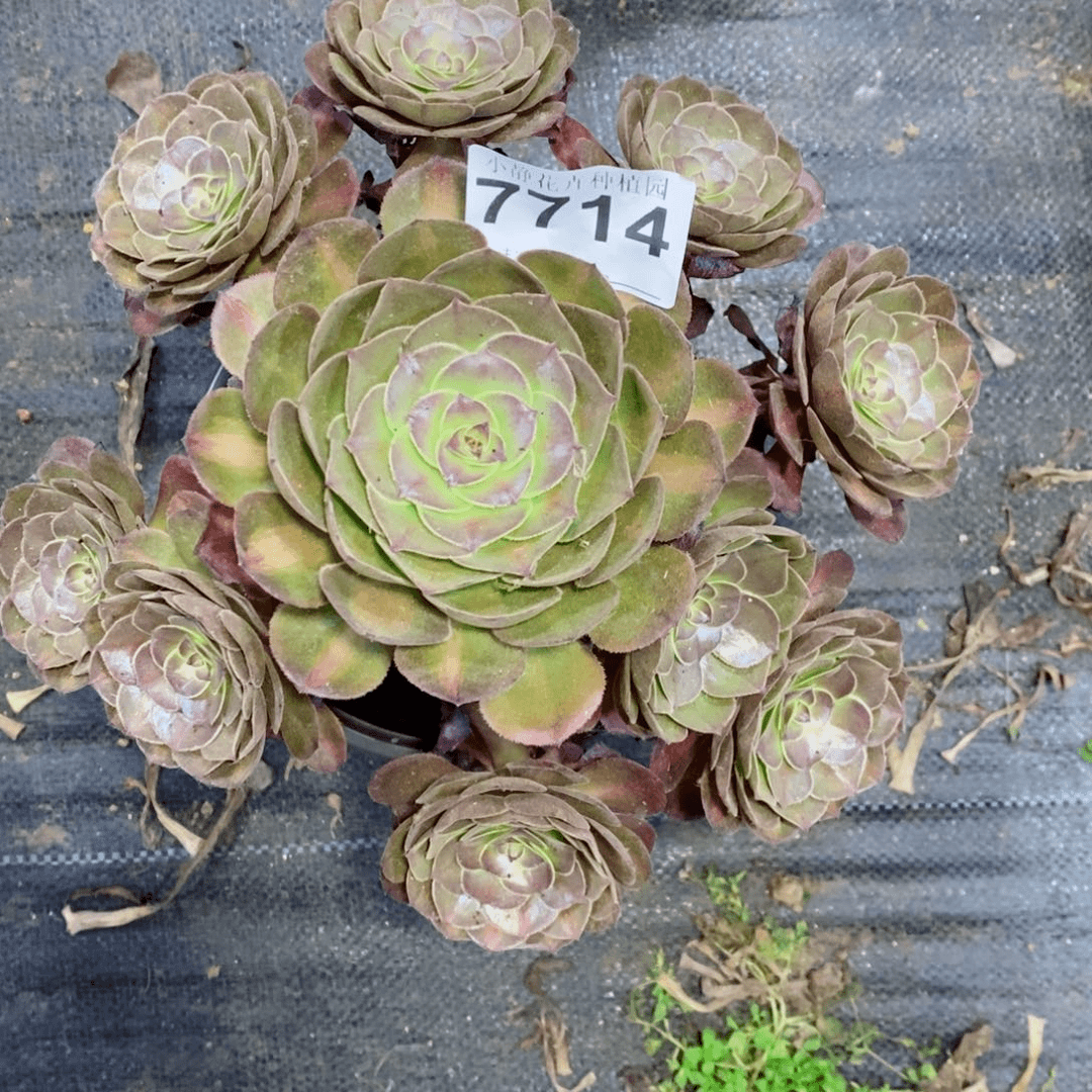 红陶20CM以下7714抹茶阴阳5