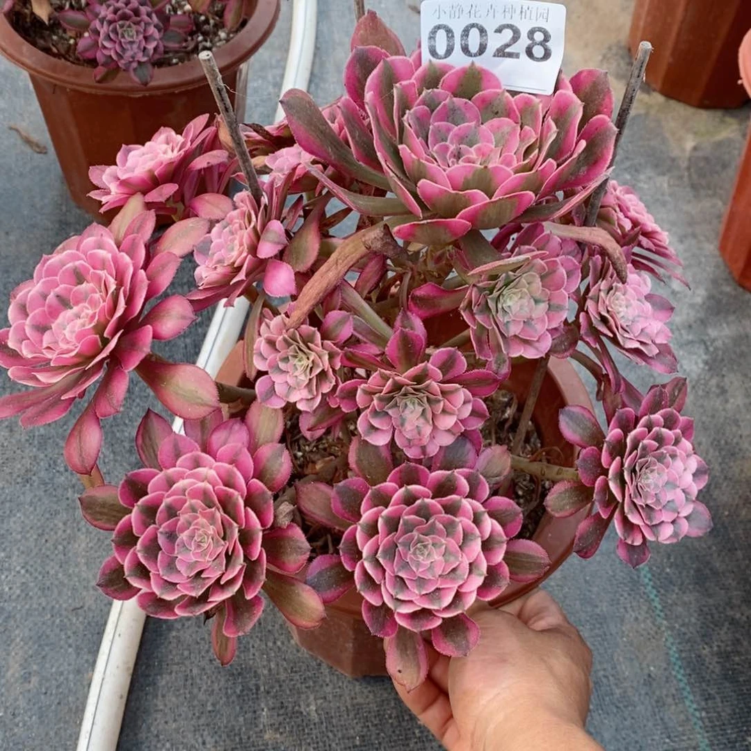 红陶20CM以下0028红铜白4