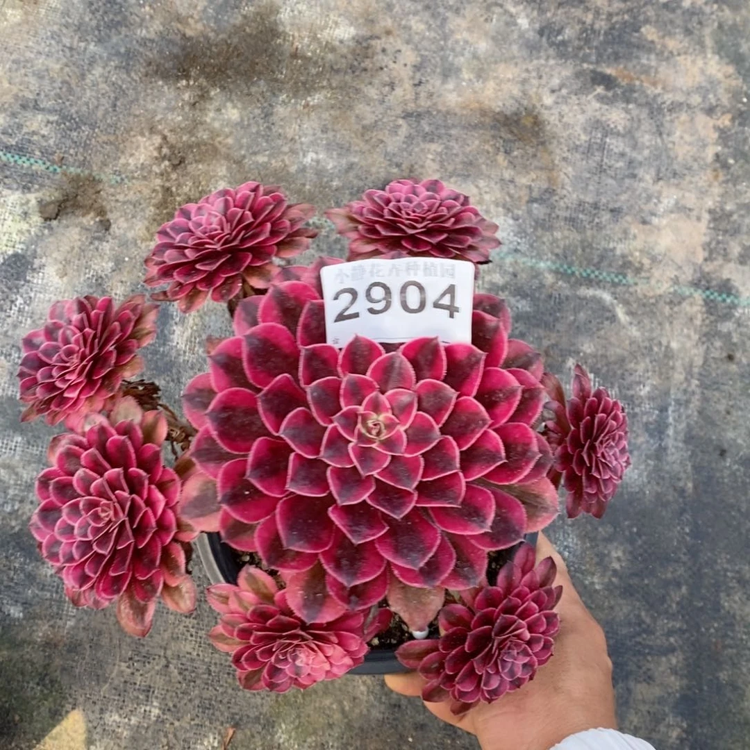 红陶20CM以下2904黑铜白4