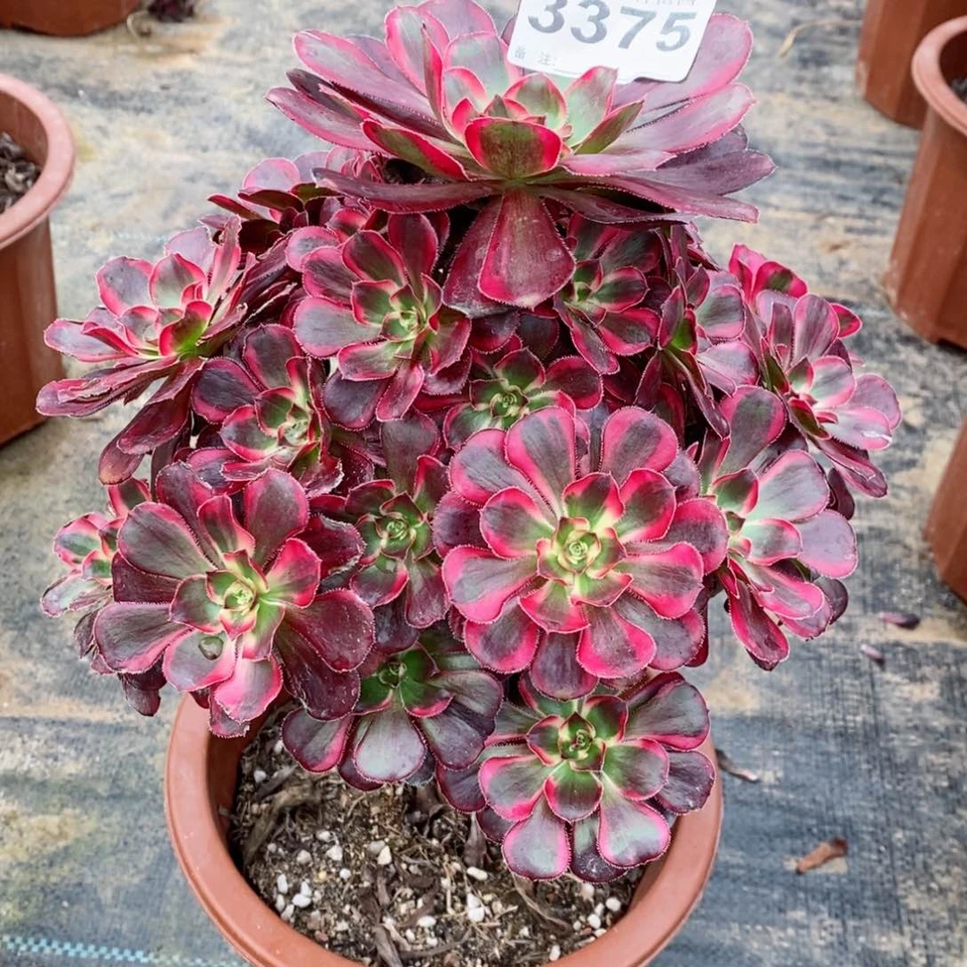 红陶20CM以下3375香奈儿5