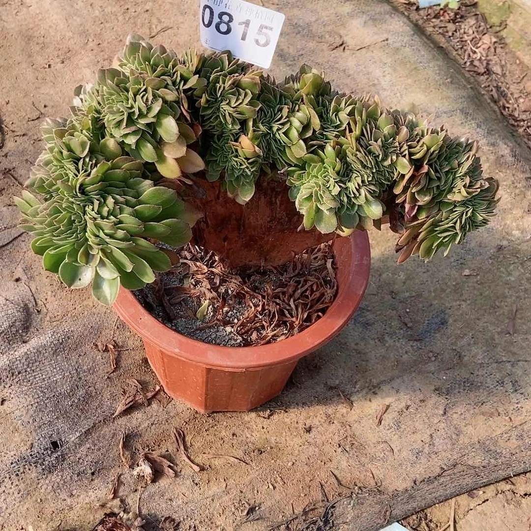 红陶20CM以下0815万缀5