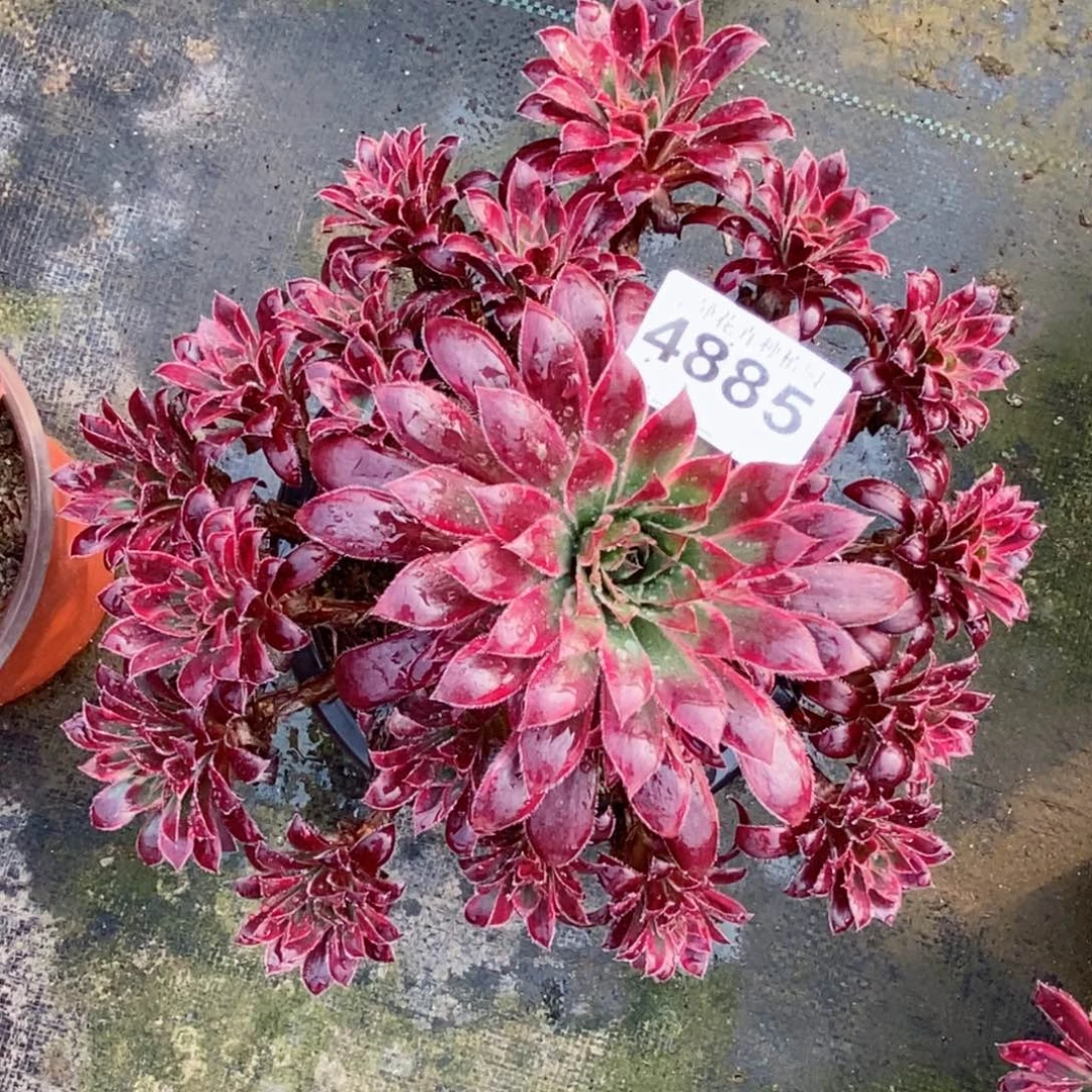 红陶20CM以下4885孔雀锦5