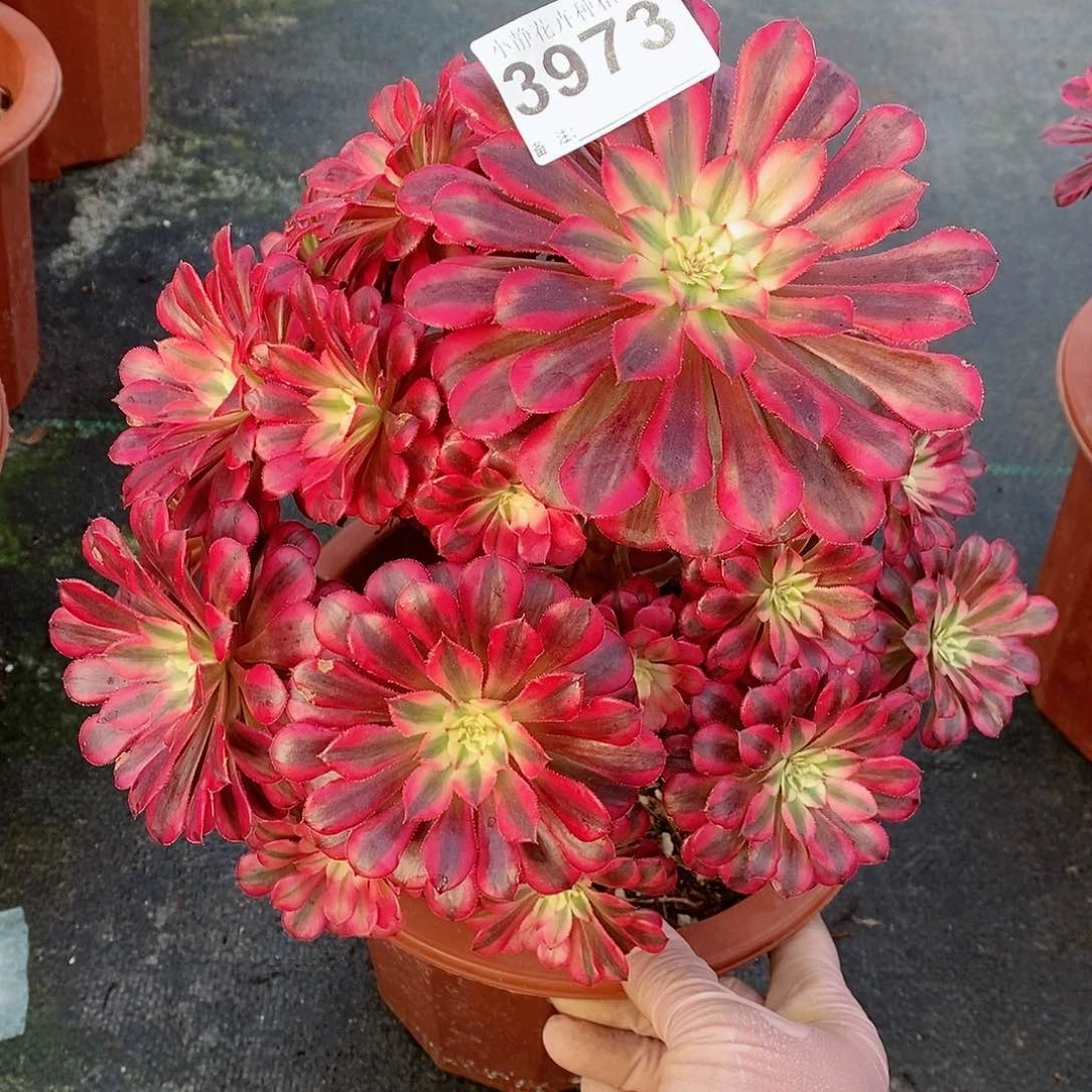 红陶3973黑铜白4不大颗11111