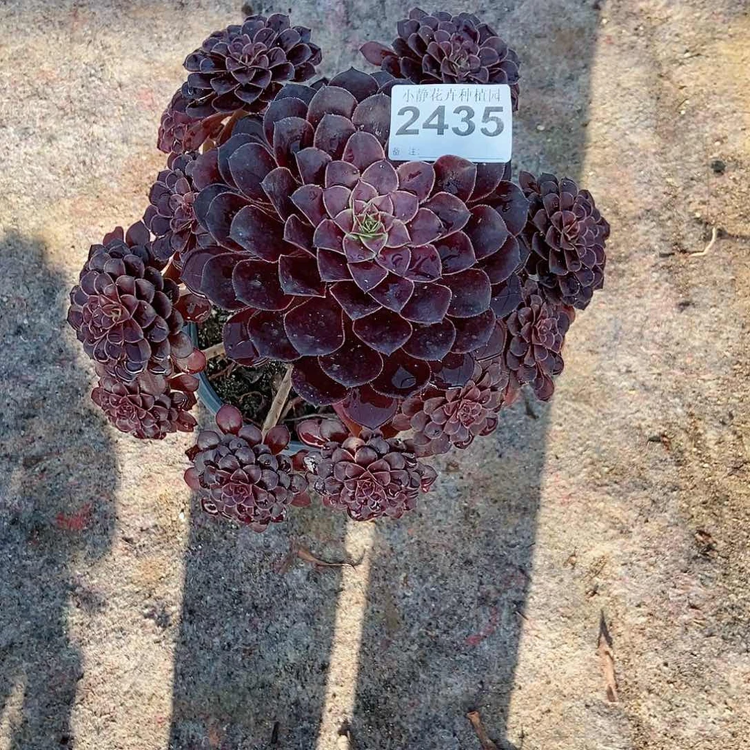 红陶20CM以下2435黑铜壶6