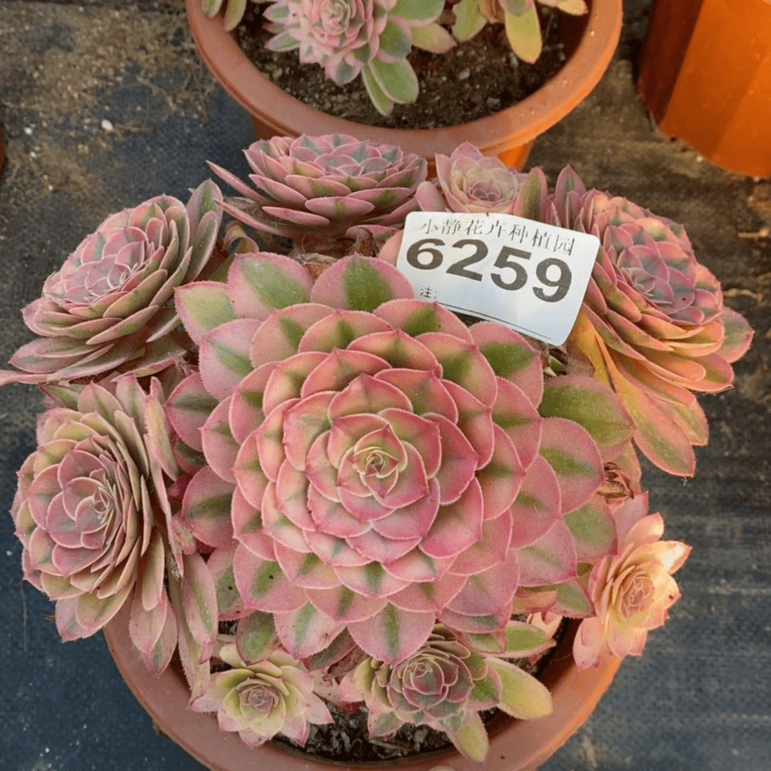 红陶20CM以下6259荔枝4