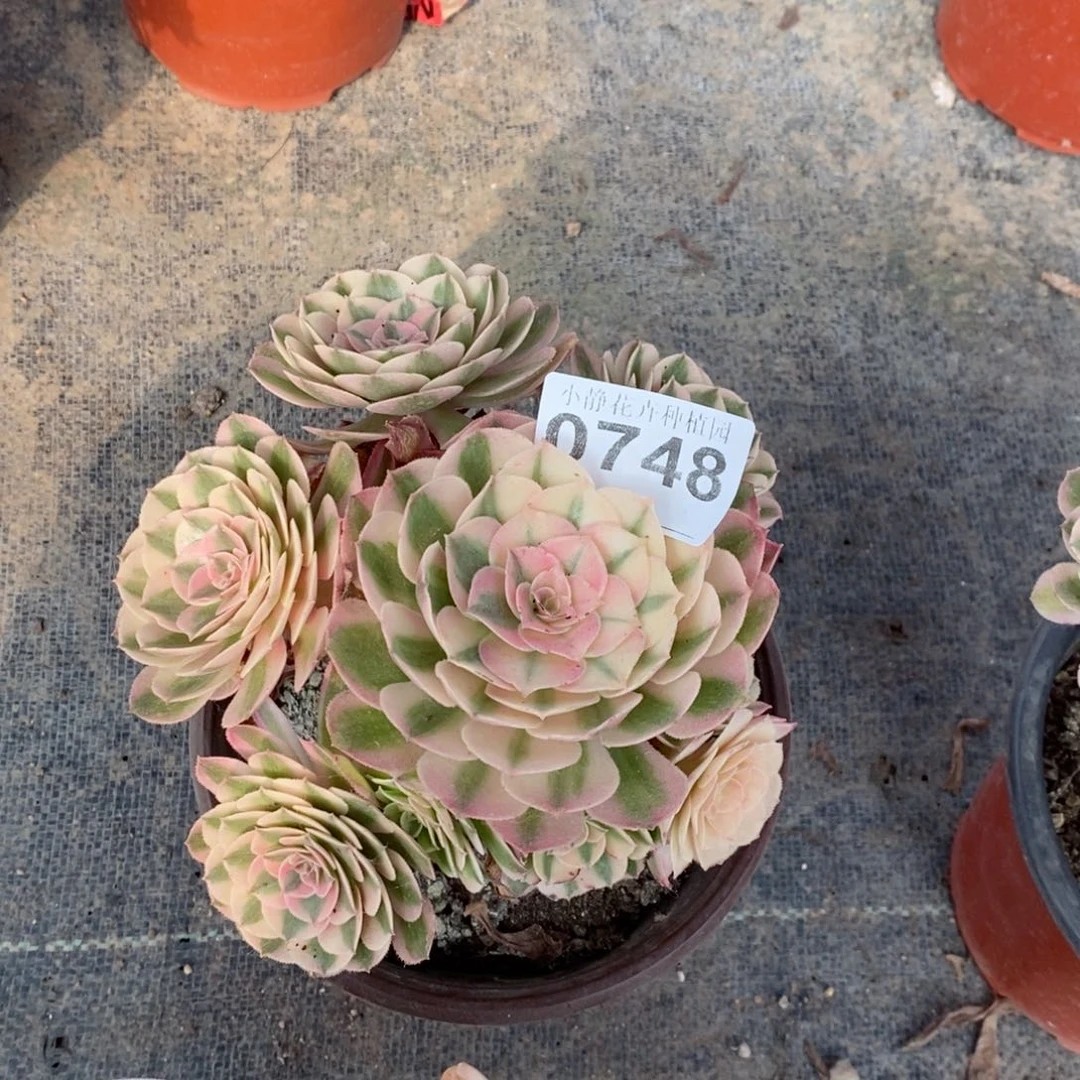 红陶20CM以下0748倾城3