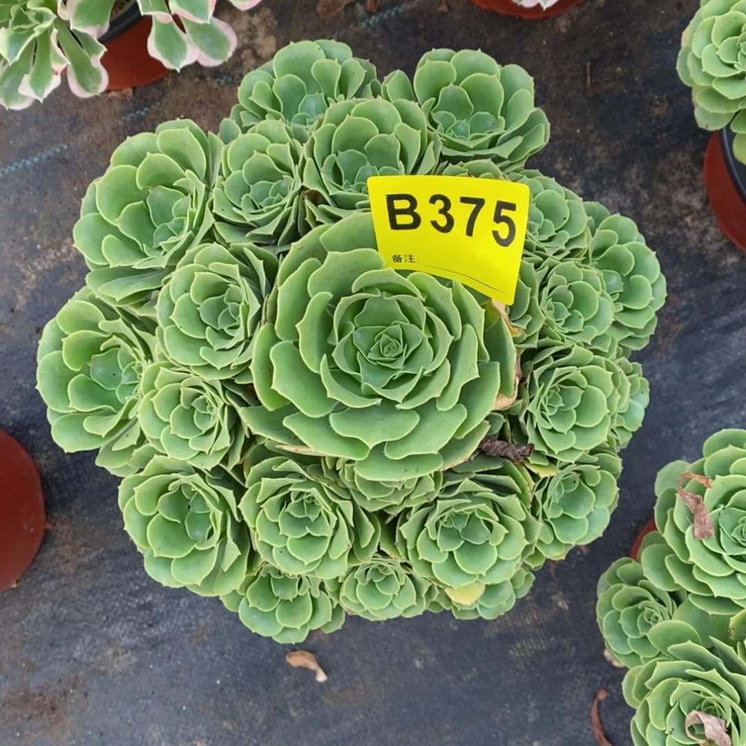 红陶20CM以下375绿羊绒5