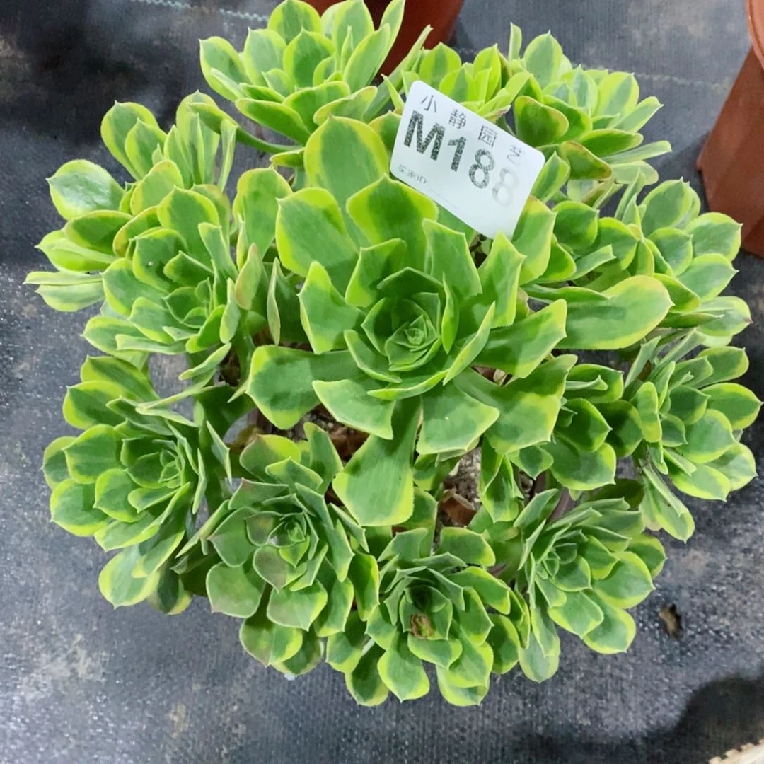 红陶20CM以下188清萌3