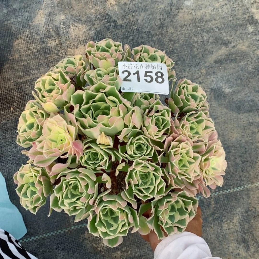 红陶20CM以下2158白风3