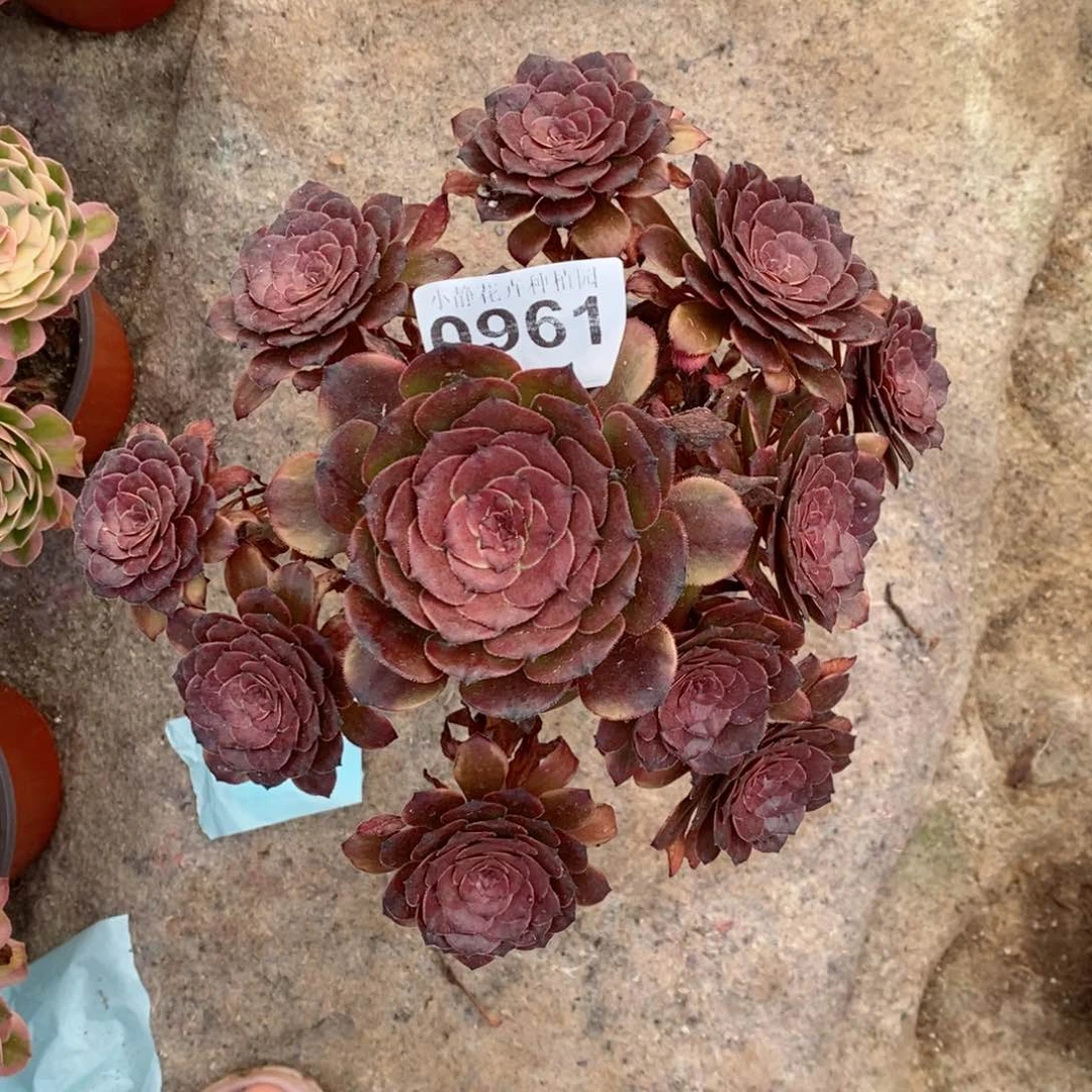 红陶20CM以下0961烟花6