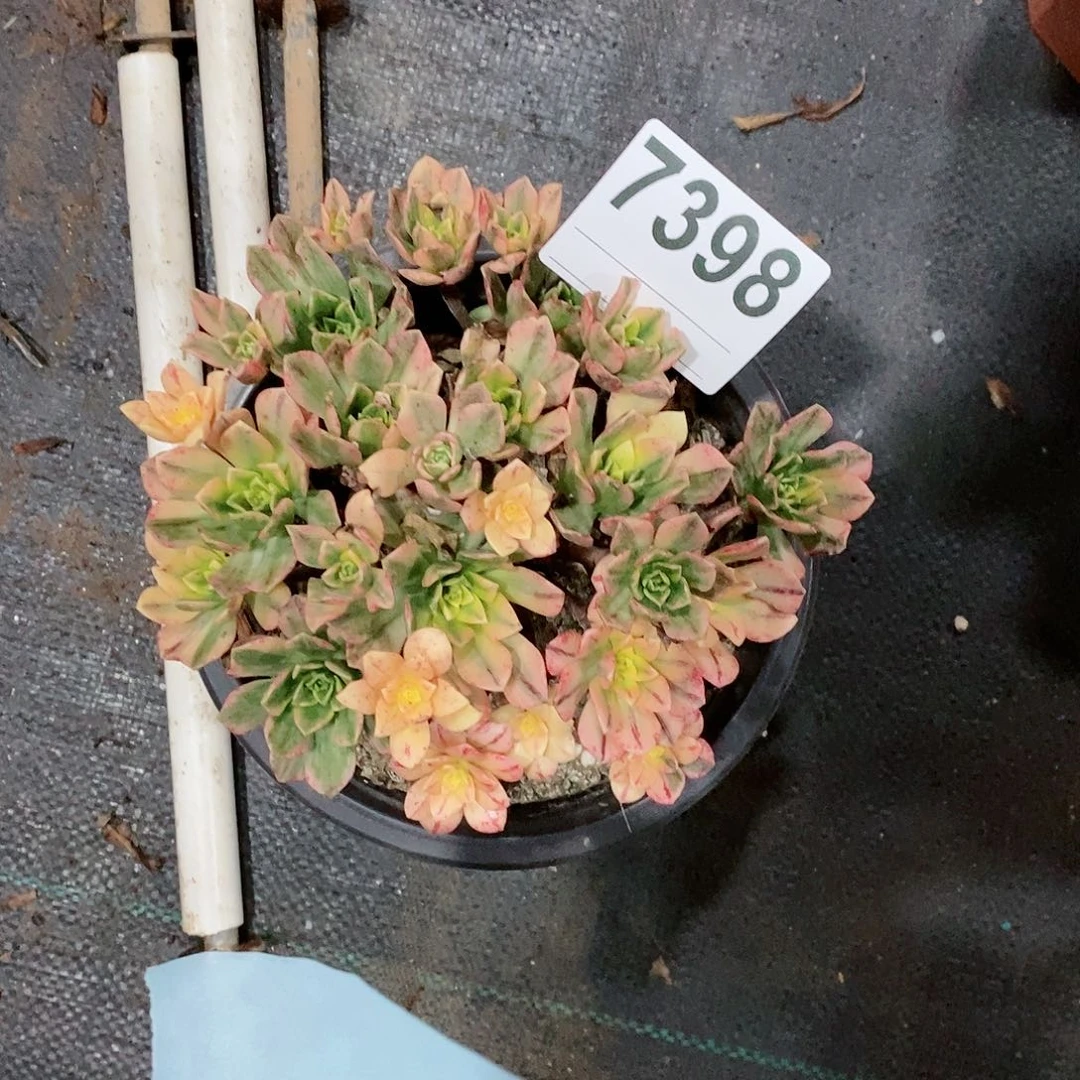 红陶7398甜茶小颗31111111