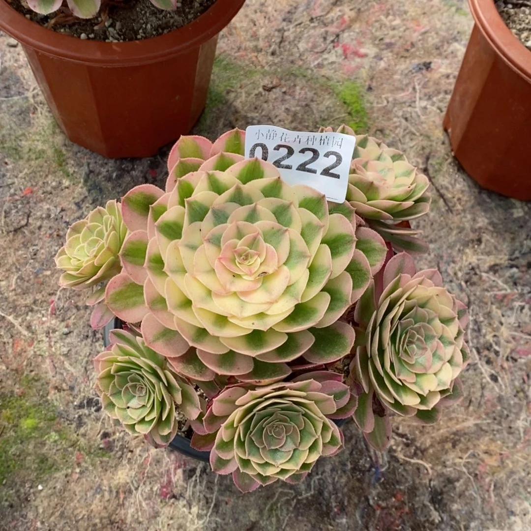 红陶20CM以下0222荔枝6