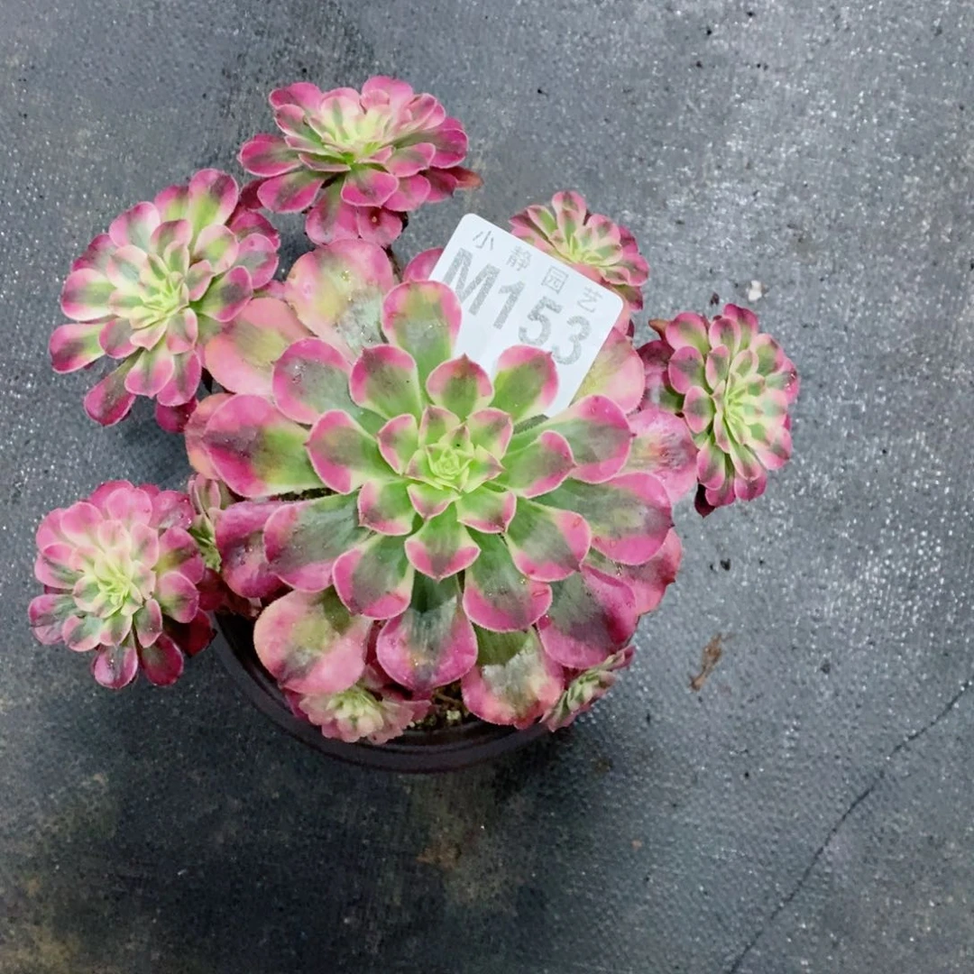 红陶20CM以下153红铜白小颗3