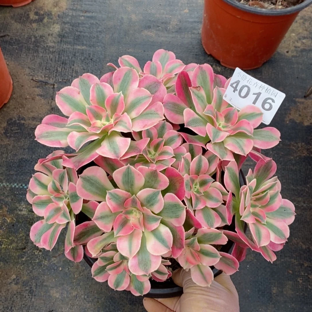 红陶20CM以下4016女巫5小颗丛林