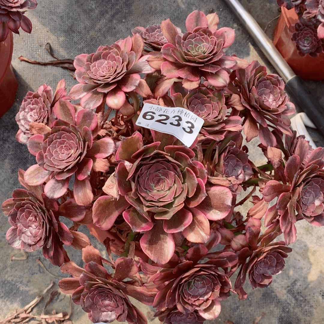 红陶20CM以下6233烟花4
