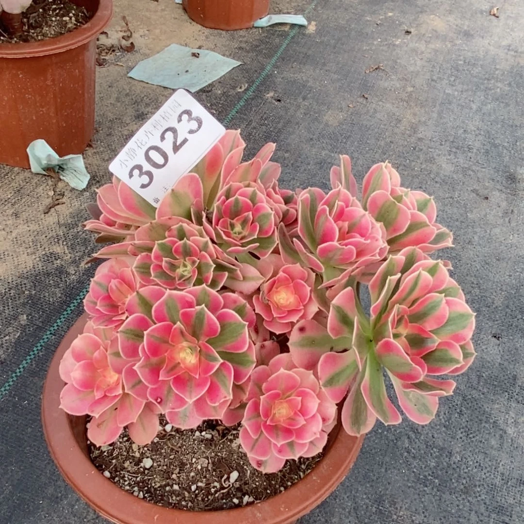 红陶20CM以下3023女巫小阴阳4