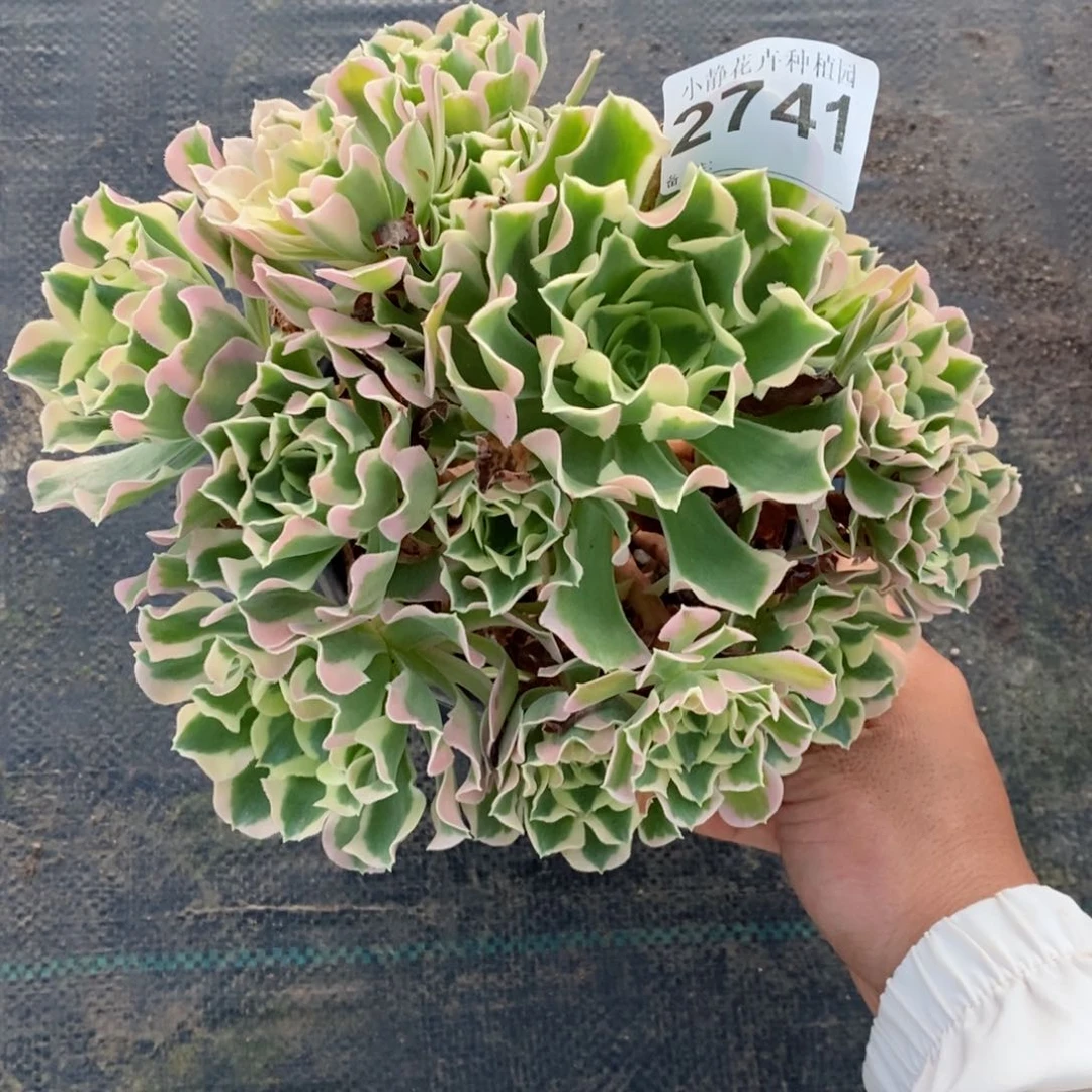红陶20CM以下2741白风4