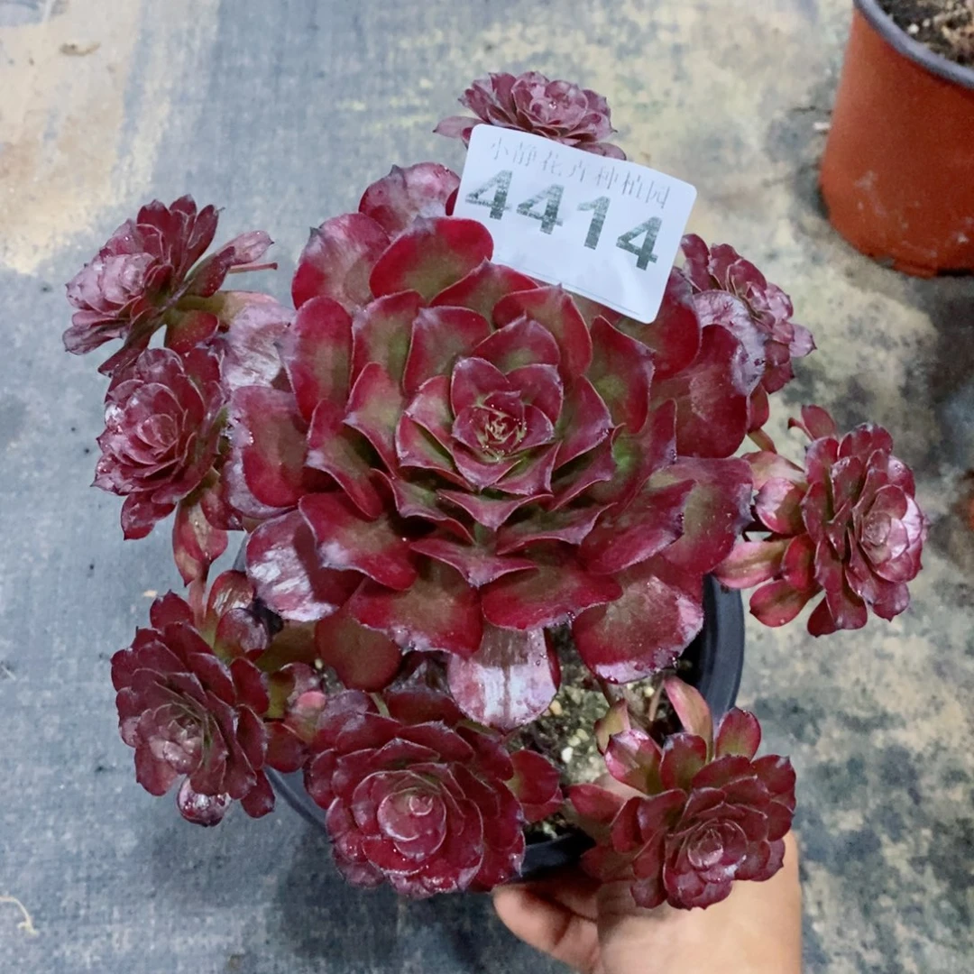 红陶20CM以下4414美姬3