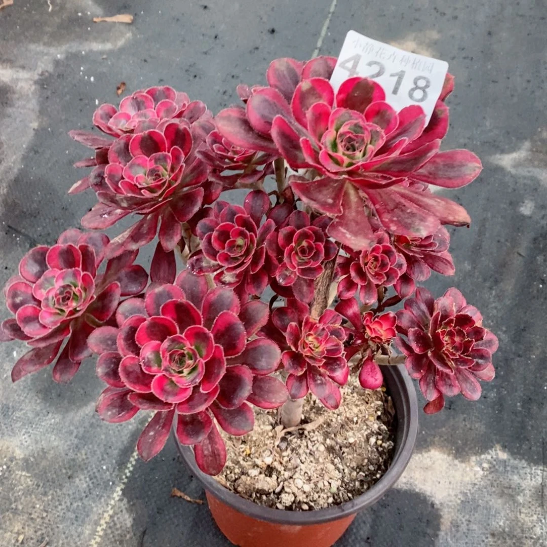 红陶20CM以下4218香奈儿3