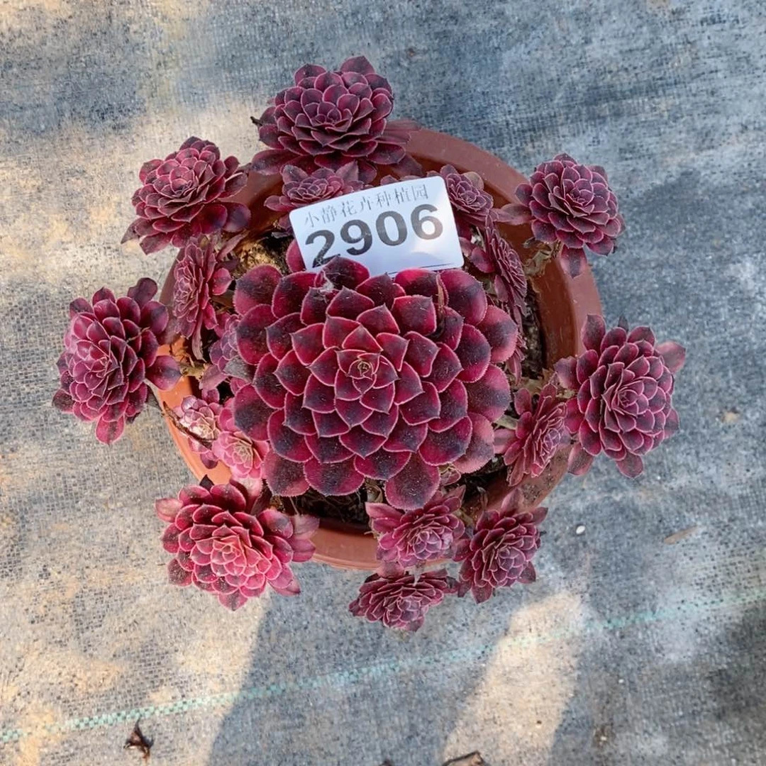 红陶20CM以下2906黑铜白4