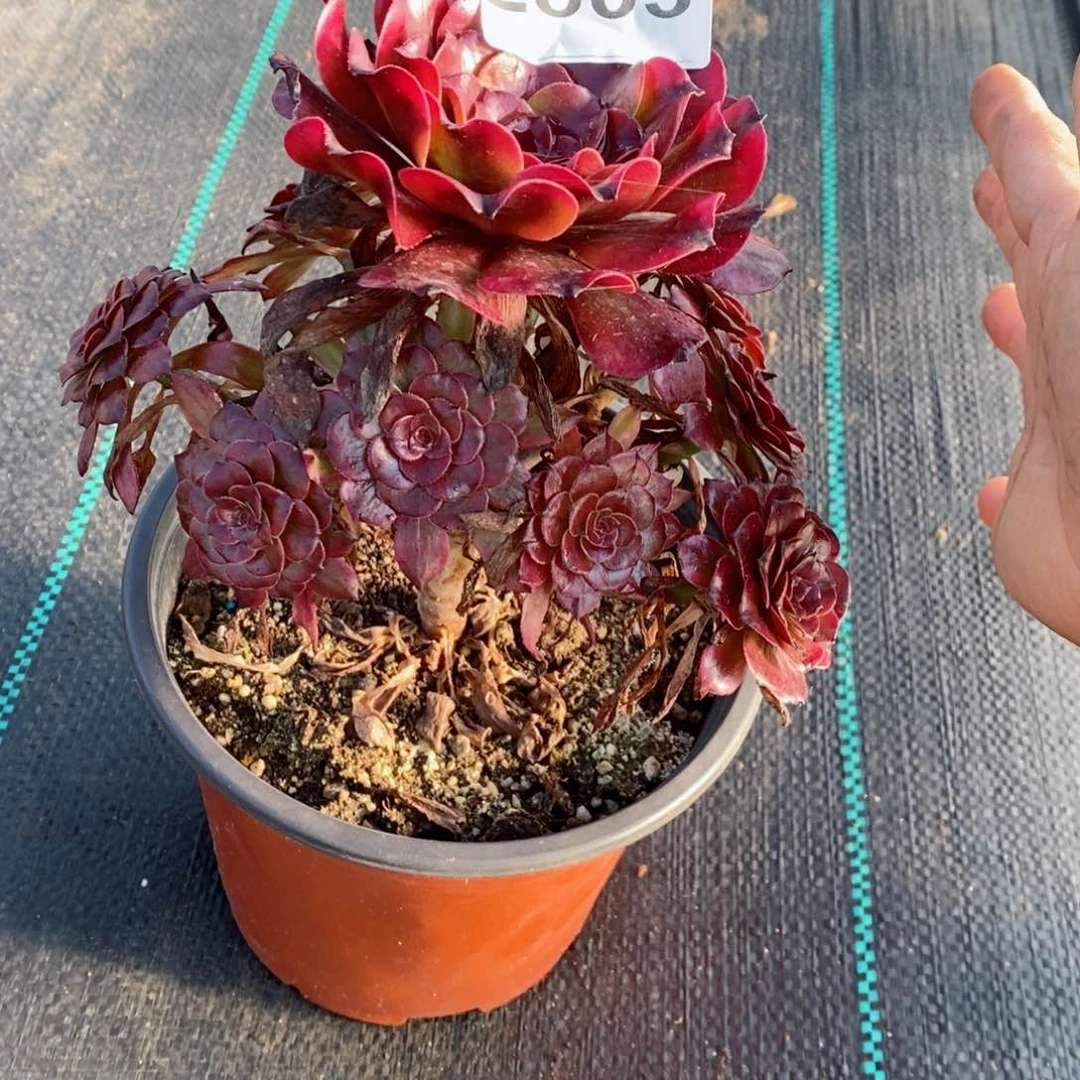 红陶20CM以下2803美姬6