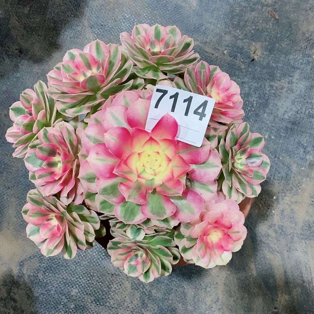 红陶7114倾城3冠服17.8