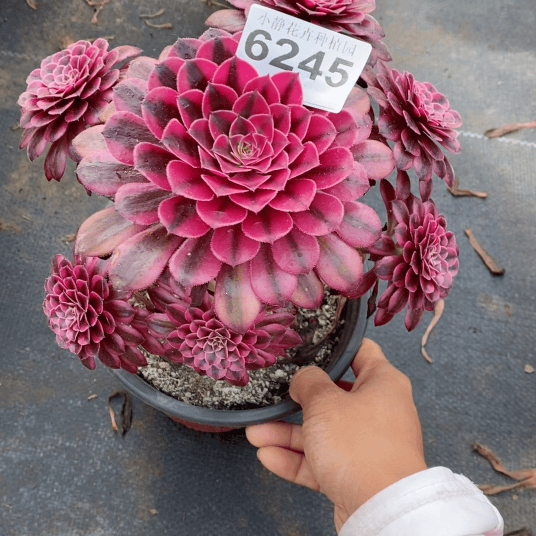 红陶20CM以下6245黑铜白3