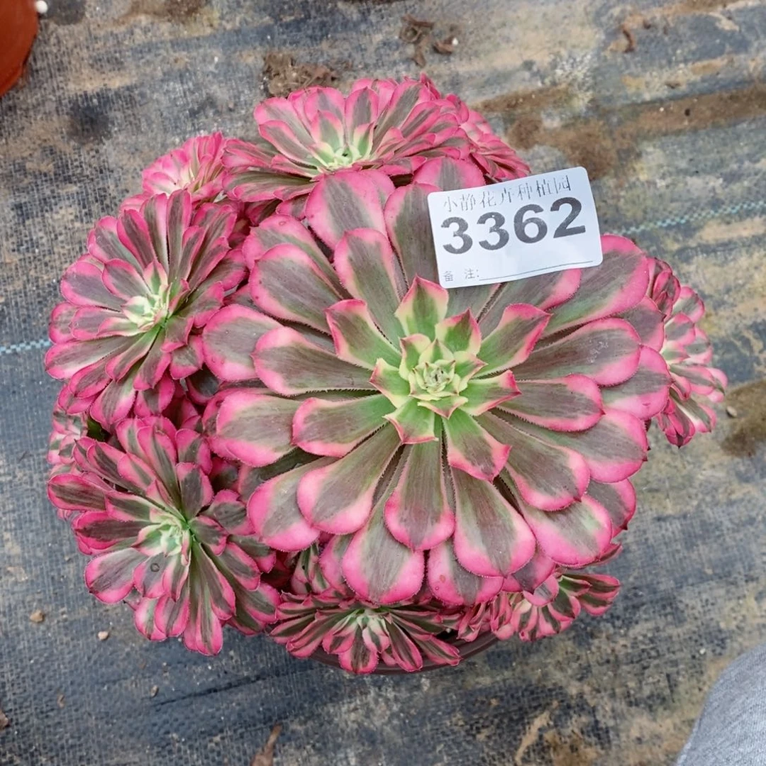 红陶20CM以下3362共同白5