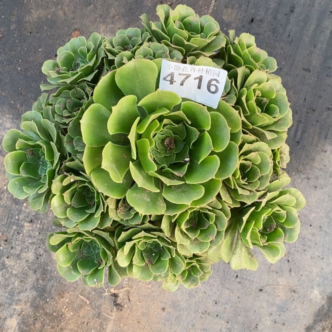 红陶20CM以下4716绿羊绒3