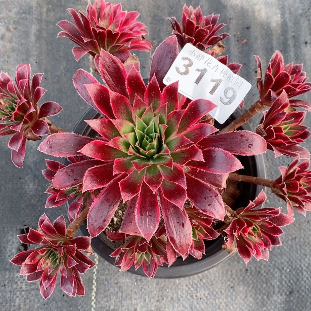 红陶20CM以下3119孔雀锦3